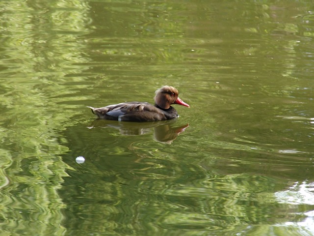 Duck at Regent's Park