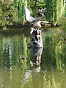 "Eagle" and ducks at Regent's Park