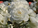 Roses in Queen Mary's Garden, Regent's Park