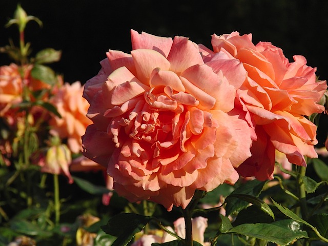 Roses in Queen Mary's Garden, Regent's Park