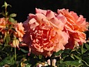 Roses in Queen Mary's Garden, Regent's Park