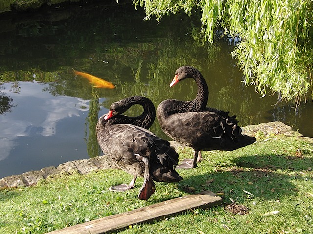 Geese at Regent's Park