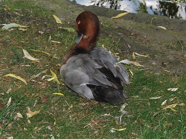 Duck at Regent's Park