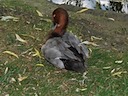 Duck at Regent's Park