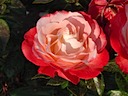 Roses in Queen Mary's Garden, Regent's Park