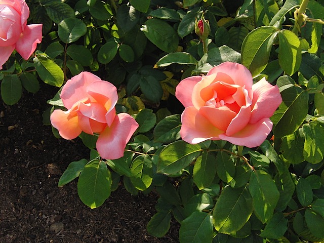 Roses in Queen Mary's Garden, Regent's Park