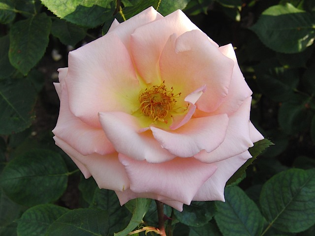 Roses in Queen Mary's Garden, Regent's Park