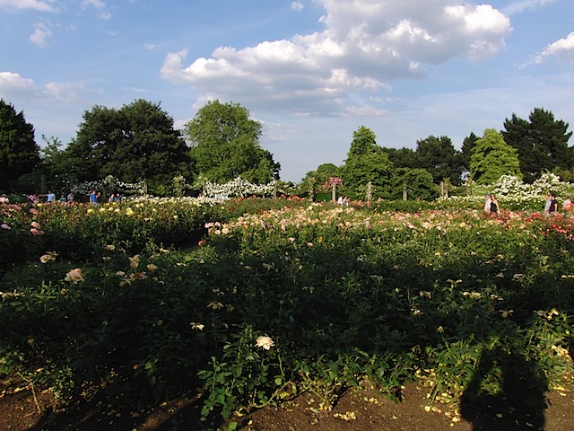 Roses in Queen Mary's Garden, Regent's Park