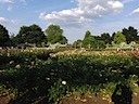 Roses in Queen Mary's Garden, Regent's Park