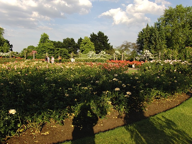 Roses in Queen Mary's Garden, Regent's Park