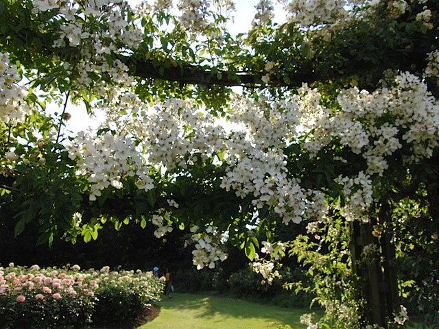 Roses in Queen Mary's Garden, Regent's Park