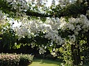 Roses in Queen Mary's Garden, Regent's Park