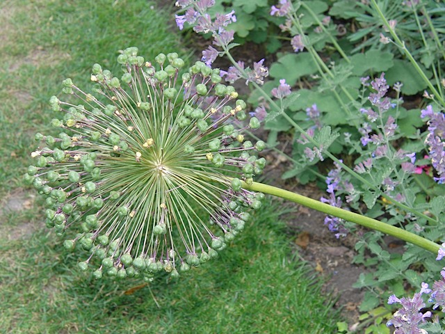 Non-Rose in Queen Mary's Garden, Regent's Park