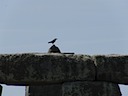 Crow at Stonehenge