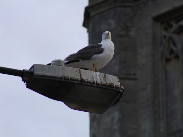 Gull in Bath