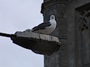 Gull in Bath