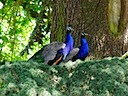 Peacocks at Warwick Castle