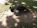 Peahen at Warwick Castle