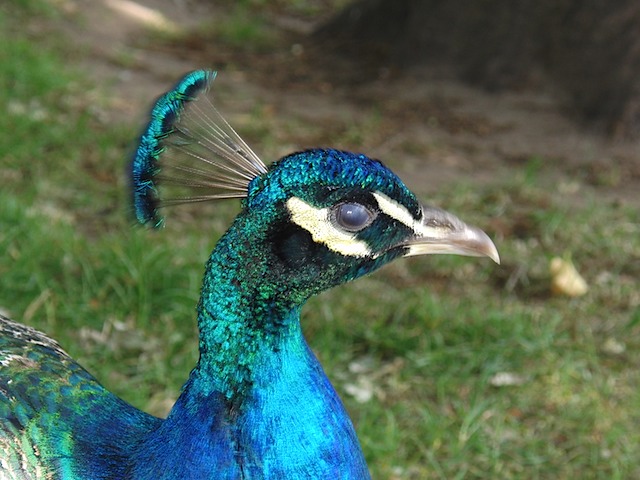 Peacock at Warwick Castle