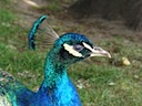 Peacock at Warwick Castle