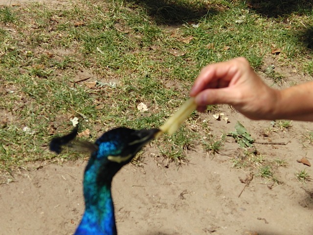 Peacock takes a fry