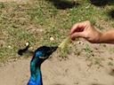 Peacock takes a fry