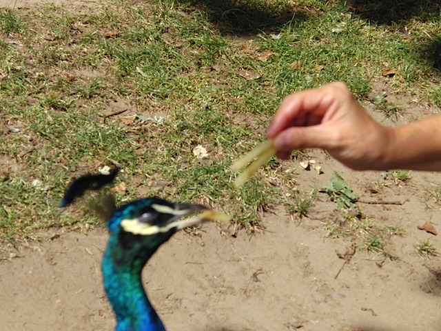 Peacock takes a fry