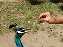 Peacock takes a fry