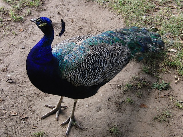 Peacock at Warwick Castle