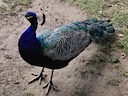 Peacock at Warwick Castle