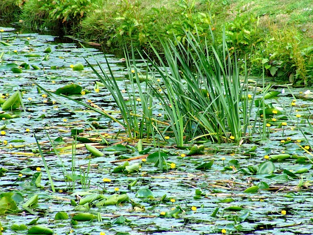 Waterlilies at Warwick Castle