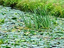 Waterlilies at Warwick Castle