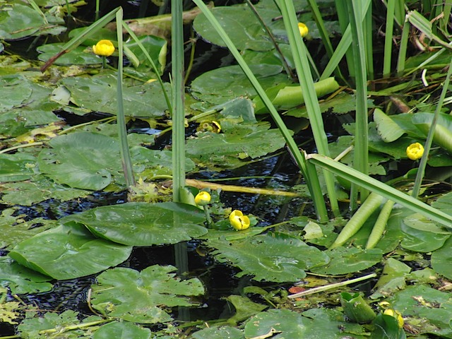 Waterlilies at Warwick Castle