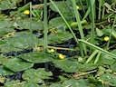 Waterlilies at Warwick Castle