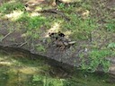 Ducks at Warwick Castle