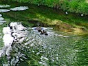 Ducks at Warwick Castle