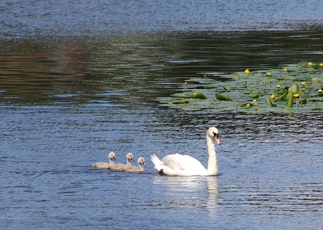 Swan & cygnets at Warwick Castle