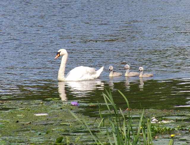 Swan & cygnets at Warwick Castle