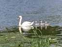 Swan & cygnets at Warwick Castle