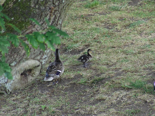 Cygnets at Warwick Castle