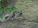 Cygnets at Warwick Castle