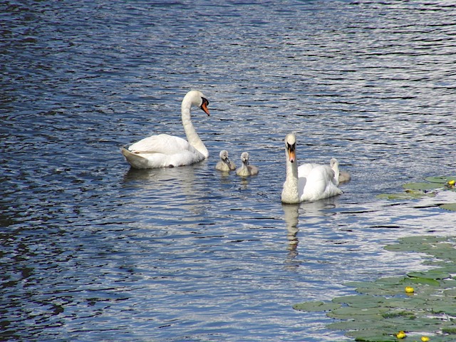 Swans & cygnets at Warwick Castle