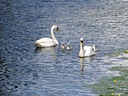 Swans & cygnets at Warwick Castle