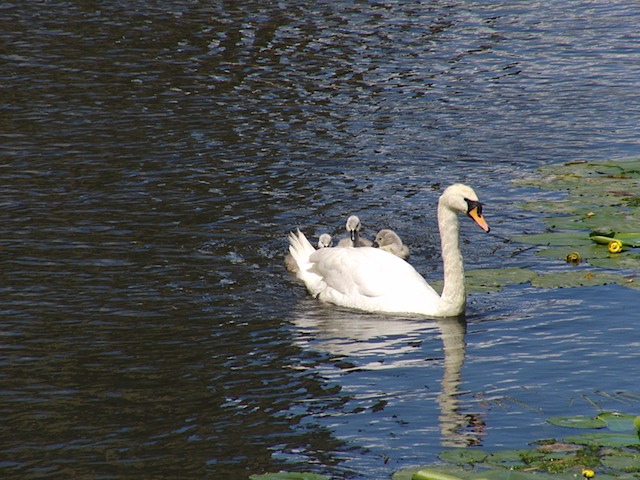 Swan & cygnets at Warwick Castle