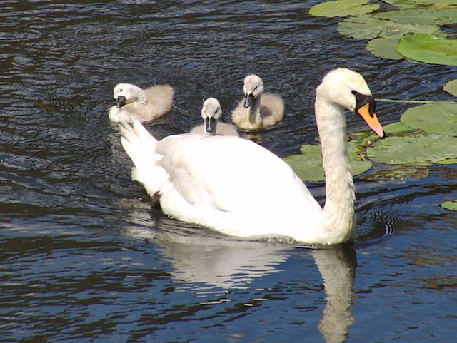 Swan & cygnets at Warwick Castle