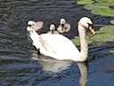 Swan & cygnets at Warwick Castle