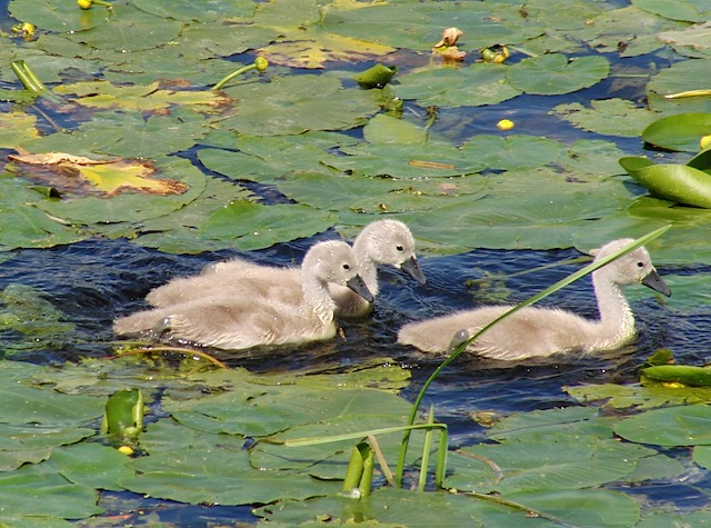 Cygnets at Warwick Castle