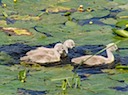 Cygnets at Warwick Castle