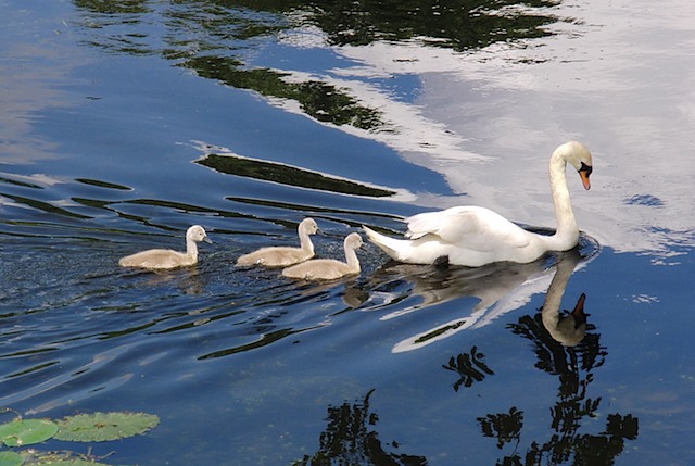 Swan & cygnets at Warwick Castle