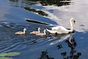 Swan & cygnets at Warwick Castle